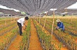 Huyện Như Xuân phấn đấu trồng mới 300 ha cao su 